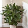 Potted peace lily plant with white blooms in a woven basket