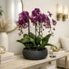 This elegant Five Purple Phalaenopsis Cascade orchid arrangement creates a striking vertical