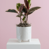 A 6-inch Variegated Rubber Plant featuring striking cream and pink-tinted leaves. Potted