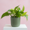 A 4-inch Pothos plant in a sage green ribbed ceramic pot. Known