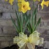 
Bright and cheerful daffodil blooms arranged beautifully to celebrate the arrival of