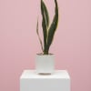 Tall, upright snake plant in an 8&rdquo; ceramic rainbow planter.
Requires minimal watering