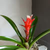 Single potted bromeliad in a cute tin.