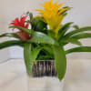 These blossoms on a bromeliad will last for a few months. It