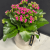 A lovely blooming Kalanchoe plant in a ceramic planter. Pot &amp; plant