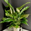 A lush, green peace lily in a&nbsp;ceramic pot, dressed with moss. Pot