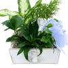 Angel in heaven garden assorted green plants with a ceramic angel pic