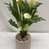 Regal, tall elegant calla lily plant. requires bright light