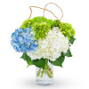Blue, white, and green hydrangeas in a clear glass vase
