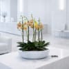 Potted yellow orchids in a white bowl planter