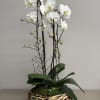 A beautiful combination of 2 cascading white Phalaenopsis Orchid plants in a