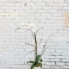 White orchid arrangement in a white pot on a small round table