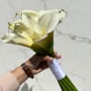 A greaceful hand tied bouquet featuring elegant white clla lilies arranged in