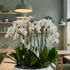 This elegant Eleven White Phalaenopsis Cascade orchid arrangement creates a striking vertical
