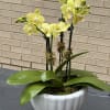 Petite yellow orchid garden, 4 spikes