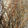 Bundle of tall curly bare branches with a dense, tangled look