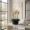 Potted orchid arrangement with pale pink blooms in a black container