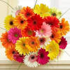 12 assorted color mini gerbera daisy's styled in a presentation bouquet. Ready