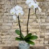 White Phalaenopsis Orchid Displayed in a Ceramic Container with Decorative Moss and