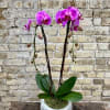 A Lovely Double Purple Phalaenopsis Orchid Plant Set Into a Decorative 
Ceramic