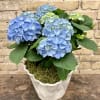 Lovely Blue Hydrangea Plant set into a Beautiful Ceramic Container
Always a Lovely