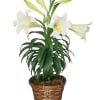 The traditional lily plant is a wonderful gift to friends and family
