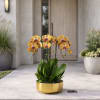 This elegant Five Peach Phalaenopsis Cascade orchid arrangement creates a striking vertical