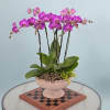 Pink orchid plant in a pedestal bowl on a checkered board