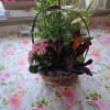 Basket of various plants including a blooming plant