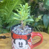 Small succulent in a red Mickey Mouse mug planter