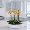 This elegant Twelve Peach Phalaenopsis Cascade orchid arrangement creates a striking vertical