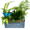 Assorted green plants Butterfly Garden Box