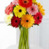Large vase of gerbera daises mixed color to celebrate Easter or any