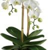 White orchid plant in a bamboo planter with support stakes