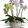 Potted orchids in white, green, and pink blooms in a white ceramic planter