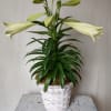 This classically beautiful white lily plant with its long, graceful leaves is