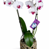 White orchids with magenta centers in a decorative pot