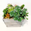 Succulent arrangement in a weathered wooden planter