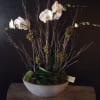 White orchids arranged in a shallow white bowl with branches