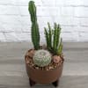 Desert Sunrise is a cactus version of a traditional dish garden. Three