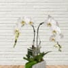 White orchid arrangement in a gray square planter