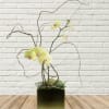 Yellow orchid arrangement in a square vase with curly branches