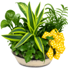 Potted green plant arrangement with a yellow polka-dot bow