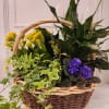 Enjoy the beauty of a blooming European flowerbox indoors with our Mixed
