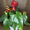 This anthurium, also often referred to as a Flamingo Lily, is a