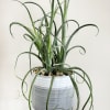 Add a touch of botanical artistry to your space with Albuca spiralis
