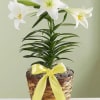 6' Easter lily in a basket