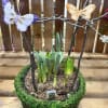 8" bulb garden in a grassy basket.  These are a wonderful