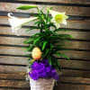 
6 in Easter Lily in 6 in wicker pot cover. 