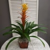 Potted bromeliad with green leaves and orange-yellow bracts